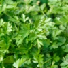 Organic Flat Leaf Italian Parsley Live Plant 4" Pot - Chef's Favorite Herb