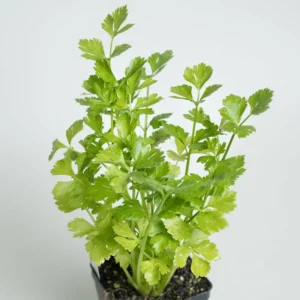 Organic Flat Leaf Italian Parsley Live Plant 4" Pot - Chef's Favorite Herb