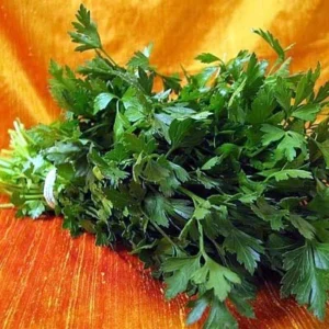 Organic Flat Leaf Italian Parsley Live Plant 4