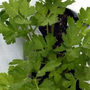 Organic Flat Leaf Italian Parsley Live Plant 4