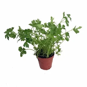 Organic Flat Leaf Italian Parsley Live Plant 4