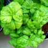 Organic Lettuce Leaf Basil Potted Herb - Slightly Spicy, Aromatic - 4.5" Pot