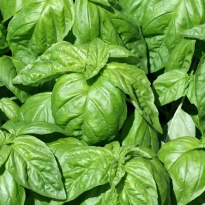 Organic Lettuce Leaf Basil Potted Herb - Slightly Spicy, Aromatic - 4.5" Pot
