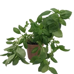 Organic Lettuce Leaf Basil Potted Herb - Slightly Spicy, Aromatic - 4.5