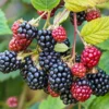 Osage Thornless Blackberry Plants - 2 Live Bushes 5-8 Inches Tall - Fruit Trees