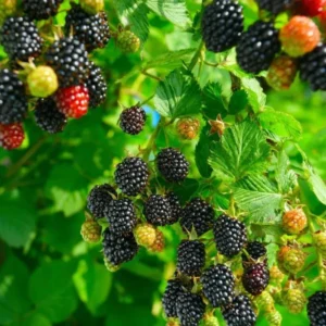 Osage Thornless Blackberry Plants - 2 Live Bushes 5-8 Inches Tall - Fruit Trees