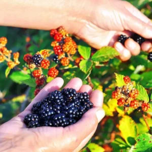 Osage Thornless Blackberry Plants - 2 Live Bushes 5-8 Inches Tall - Fruit Trees