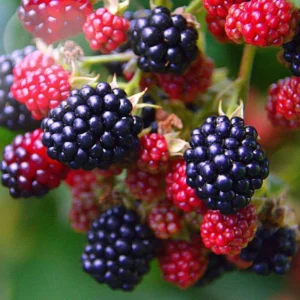 Osage Thornless Blackberry Plants - 2 Live Bushes 5-8 Inches Tall - Fruit Trees