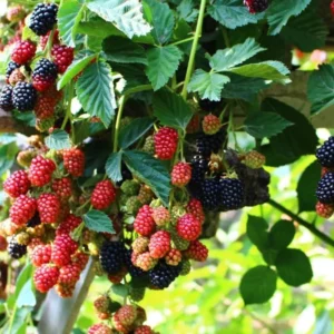 Osage Thornless Blackberry Plants - 2 Live Bushes 5-8 Inches Tall - Fruit Trees