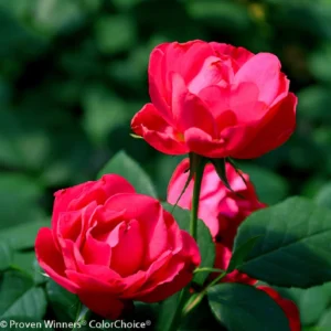 Oso Easy Double Red Rose - 4