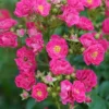 Oso Easy Peasy Rose - 4" Pot - Pink Flowers - Shrub