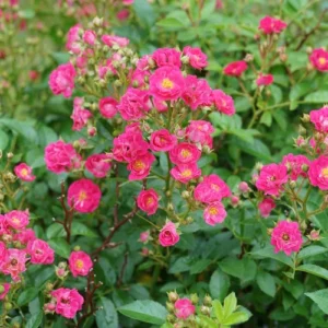 Oso Easy Peasy Rose - 4" Pot - Pink Flowers - Shrub