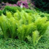 Ostrich Fern Bare Root Fiddlehead - 20 Perennial Wildflower Transplants