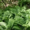 Ostrich Fern Fiddlehead Bare Root - 10 Pack Perennial Wildflower Transplants