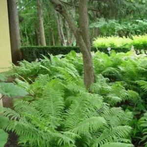 Ostrich Fern Fiddlehead Bare Root - 10 Pack Perennial Wildflower Transplants