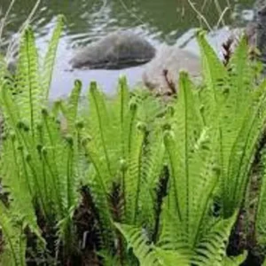 Ostrich Fern Fiddlehead Bare Root - 3 Perennial Wildflower Transplants