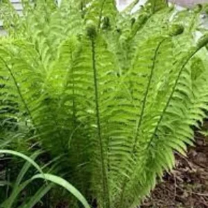 Ostrich Fern Fiddlehead Bare Root - 3 Perennial Wildflower Transplants