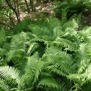 Ostrich Fern Fiddlehead Bare Root - 3 Perennial Wildflower Transplants