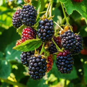 Ouachita Thornless Blackberry Plants Live - 2 Bushes - Fruit Trees