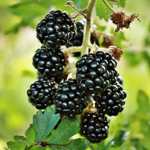 Ouachita Thornless Blackberry Plants Live - 2 Bushes - Fruit Trees