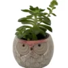 Owl Forest Friend Planter with Succulent Plant - 3 Inch Ceramic Pot