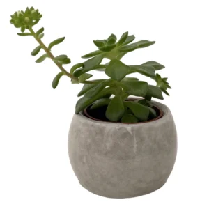 Owl Forest Friend Planter with Succulent Plant - 3 Inch Ceramic Pot