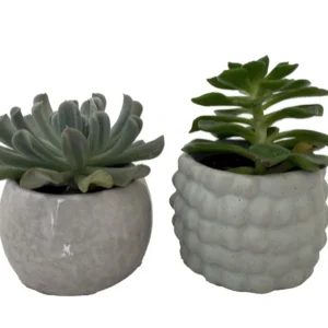 Owl Hedgehog Ceramic Planters with Succulents 3 inch Pots