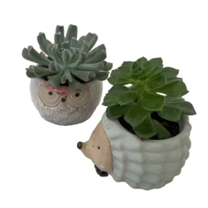 Owl Hedgehog Ceramic Planters with Succulents 3 inch Pots