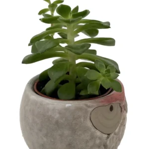 Owl Hedgehog Ceramic Planters with Succulents 3 inch Pots