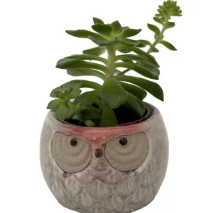 Owl Hedgehog Ceramic Planters with Succulents 3 inch Pots