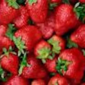 Ozark Beauty Everbearing Strawberry Plant - 5 Bare Root Perennial Fruit Plants