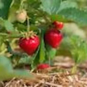 Ozark Beauty Everbearing Strawberry Plant - 5 Bare Root Perennial Fruit Plants