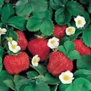Ozark Beauty Everbearing Strawberry Plant - 5 Bare Root Perennial Fruit Plants