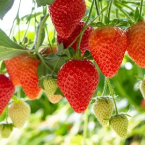 Ozark Beauty Strawberry Plant - 20 Bare Root Everbearing Perennial Fruit Plants