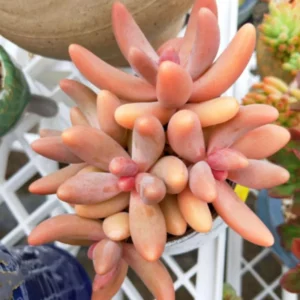 Pachysedum Ganzhou Succulent - 2.5 inch Pot - Rare Pink Plant