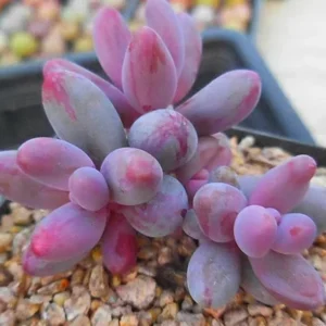 Pachysedum Ganzhou Succulent - 2.5 inch Pot - Rare Pink Plant