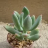Pachyveria Royal Flush Succulent Plant 2.5" Pot - Unique Succulent