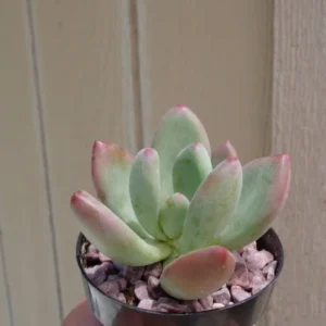 Pachyveria Royal Flush Succulent Plant 2.5