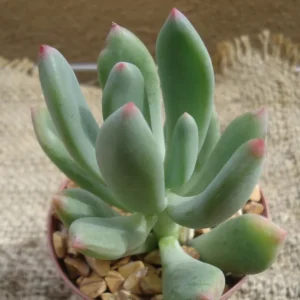 Pachyveria Royal Flush Succulent Plant 2.5