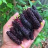 Pakistan Mulberry Plant Live Edible Fruit Tree 5-8 Inch for Planting