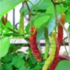 Pakistan Mulberry Plant Live Edible Fruit Tree 5-8 Inch for Planting