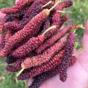 Pakistan Mulberry Plant Live Edible Fruit Tree 5-8 Inch for Planting