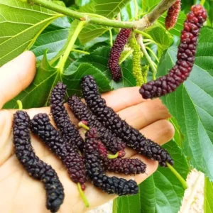 Pakistan Mulberry Plant Live Edible Fruit Tree 5-8 Inch for Planting