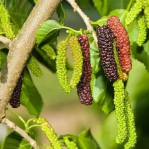 Pakistan Mulberry Plant Live Edible Fruit Tree 5-8 Inch for Planting