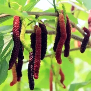 Pakistan Mulberry Plant Live Edible Fruit Tree 5-8 Inch for Planting
