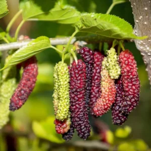 Pakistan Mulberry Tree - 6-8 Inch Live Seedling - Edible Fruit Tree Plant