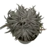 Pale Rider Sawblade Dyckia Plant - 4" Pot Succulent Bromeliad