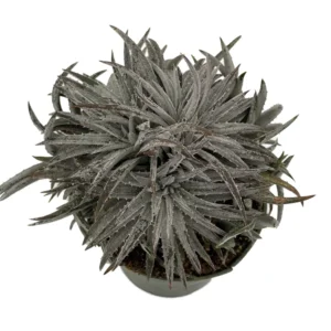 Pale Rider Sawblade Dyckia Plant - 4