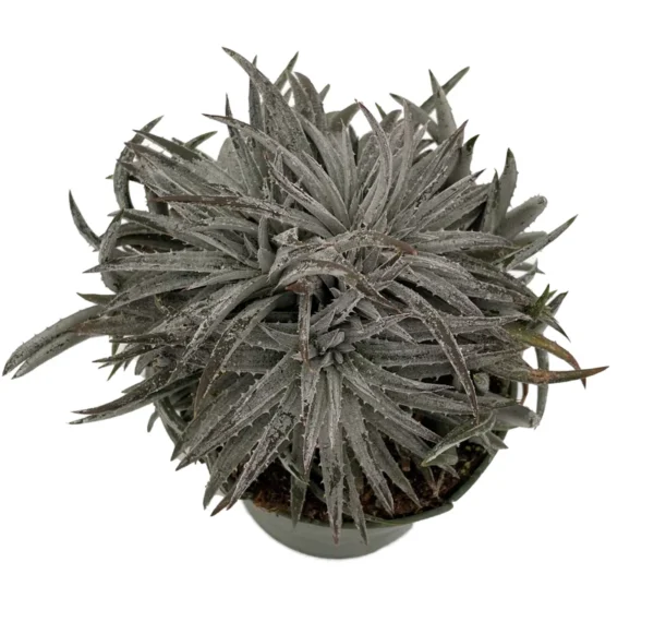 Pale Rider Sawblade Dyckia Plant - 4" Pot Succulent Bromeliad
