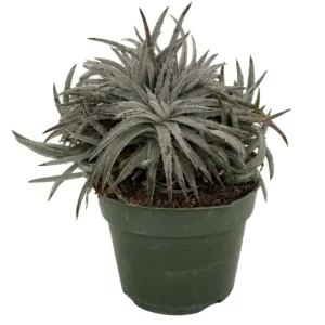 Pale Rider Sawblade Dyckia Plant - 4